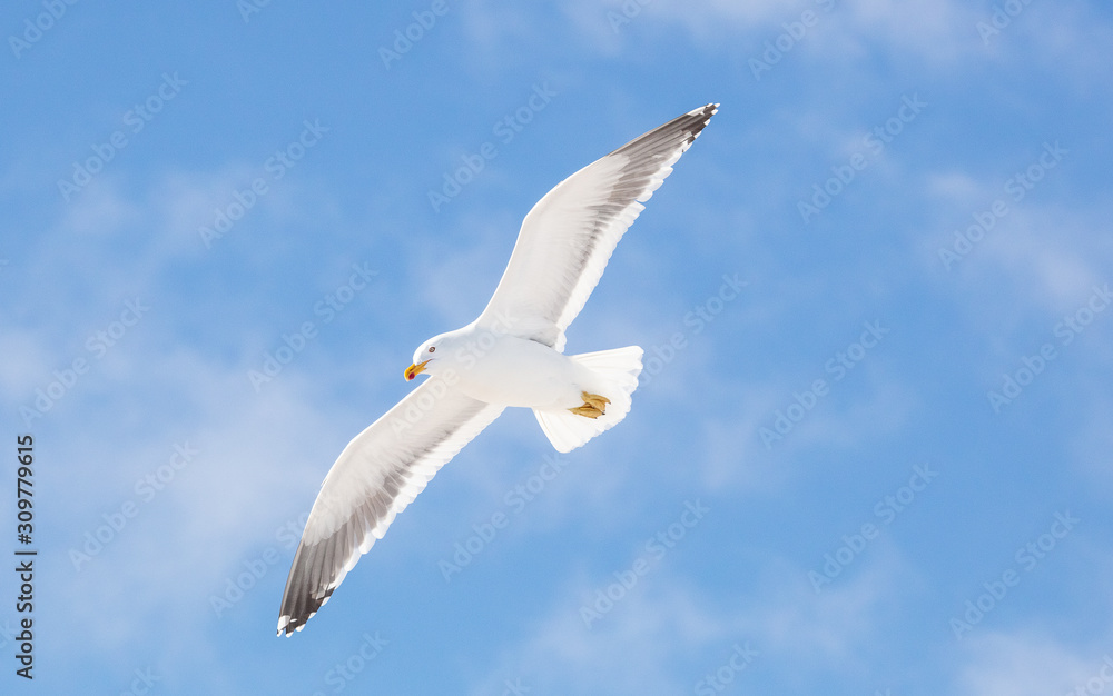 Obraz premium Kelp Gull in Antarctica 