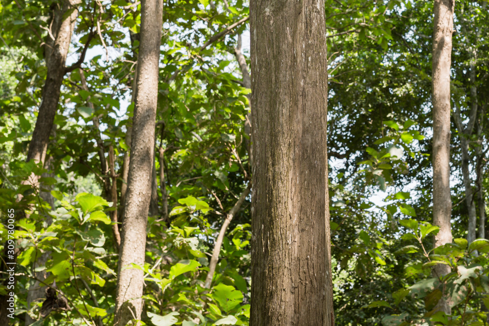 Fototapeta premium Teak tree in the forest naturally