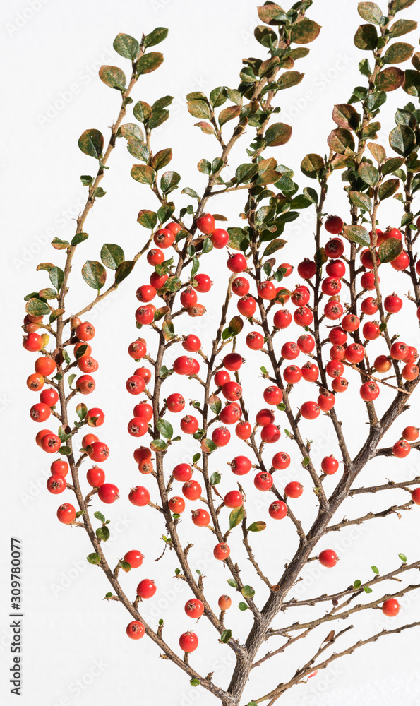 ramo con bacche di cotoneaster horizontalis