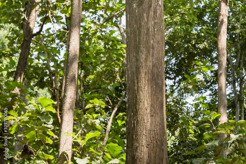 Fototapeta Naklejka Na Ścianę i Meble -  Teak tree in the forest naturally