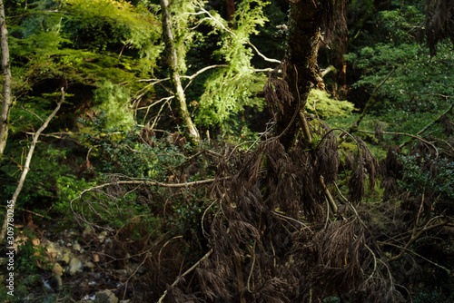 杉の倒木 © satoru