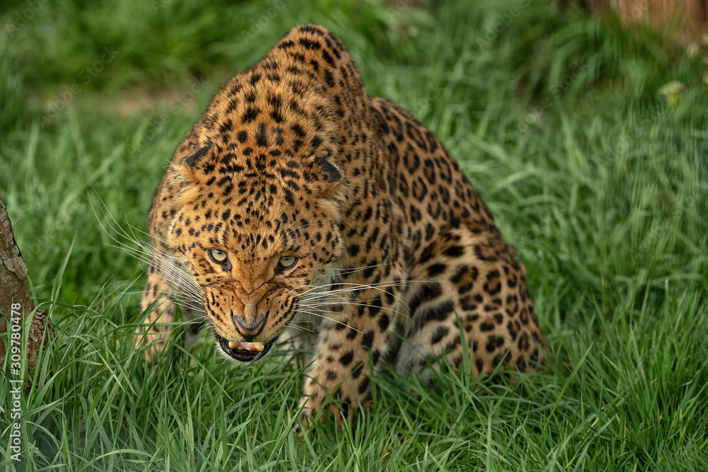 Fototapeta premium North Chinese Leopard