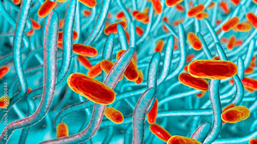 Whooping cough bacteria Bordetella pertussis in respiratory tract, 3D