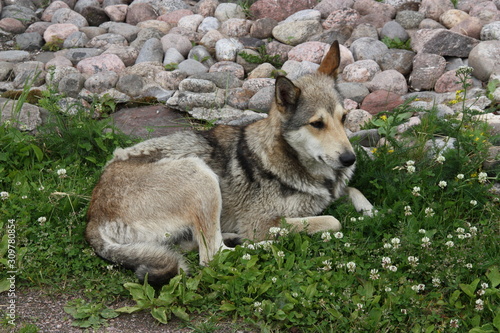 Dog Laika lying on the ground in the grass near the stones