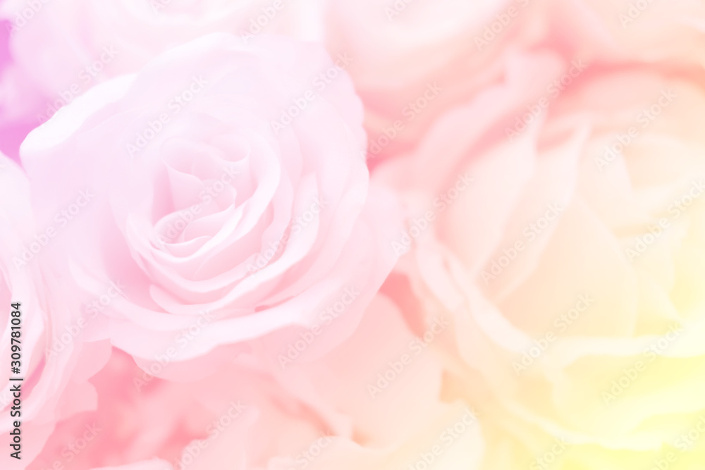Blurred of rose flowers pink blooming. in the pastel color style for background. Blurred of rose flowers pink blooming. in the pastel color style for background.