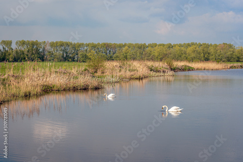 Two mute swans mirror themselves in the water
