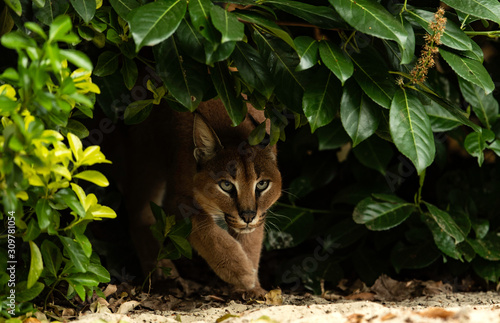 Caracal
