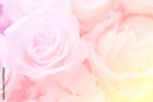 Blurred of rose flowers pink blooming. in the pastel color style for background.
