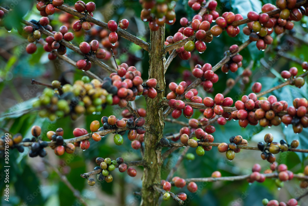 Organic red coffee cherries beans on the branch of coffee plant before harvesting. Organic red coffee cherries beans on the branch of coffee plant before harvesting.