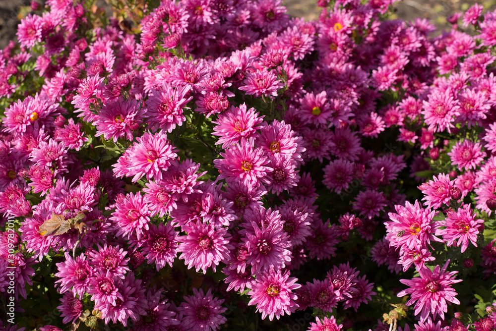 Fototapeta premium Pink flower Bush of chrysanthemums on a Sunny day. Summer and autumn season. Flower planting and gardening concept.