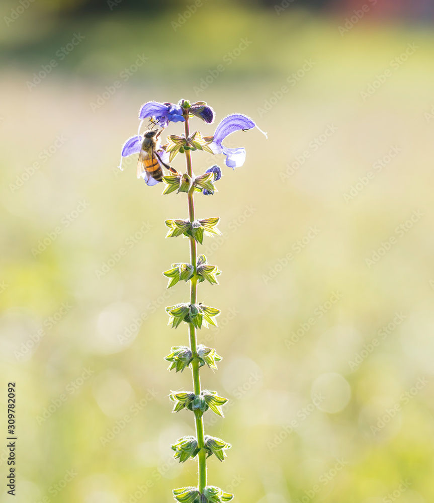 primo piano di fiori di salvia pratensis con ape Stock Photo | Adobe Stock