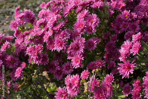 Pink flower Bush of chrysanthemums on a Sunny day. Summer and autumn season. Flower planting and gardening concept.