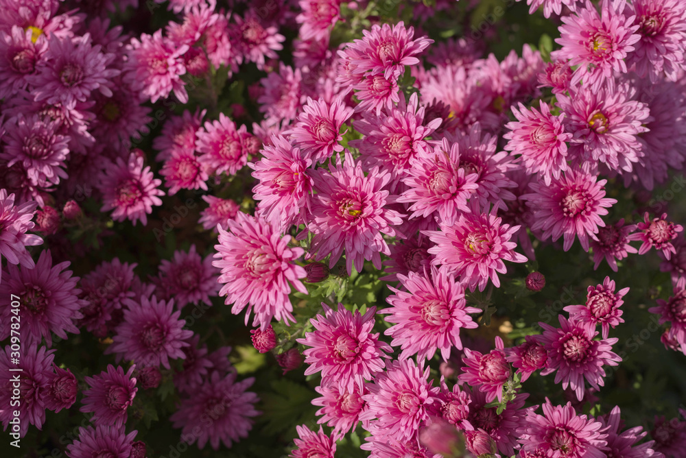 Pink flower Bush of chrysanthemums on a Sunny day. Summer and autumn season. Flower planting and gardening concept. Pink flower Bush of chrysanthemums on a Sunny day. Summer and autumn season. Flower planting and gardening concept.
