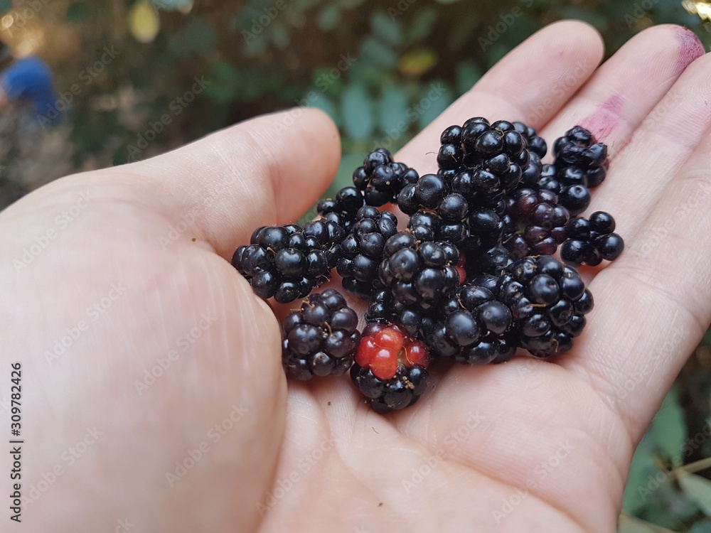Raspberry Raspberry