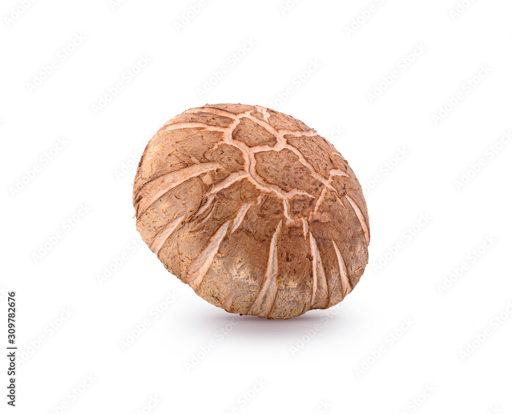 Fototapeta premium shitake mushroom on white background