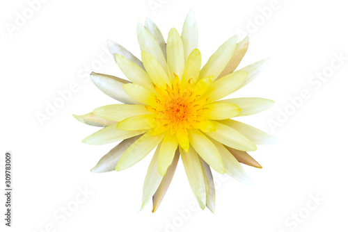 yellow lotus cut-out with colors White background appropriate the Backdrop, idea copy space