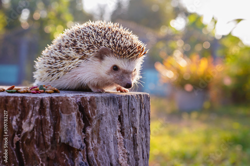 Tela Asian hedgehog with the soft light of the young sun in the morning