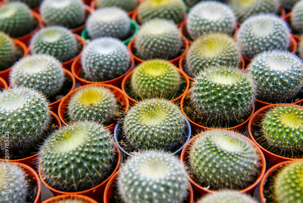 The cactus overlaid to see a beautiful pattern appropriate the Backdrop, idea copy space The cactus overlaid to see a beautiful pattern appropriate the Backdrop, idea copy space