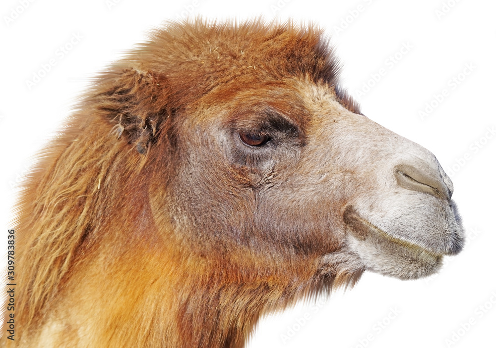 portrait of the big beautiful camel on white