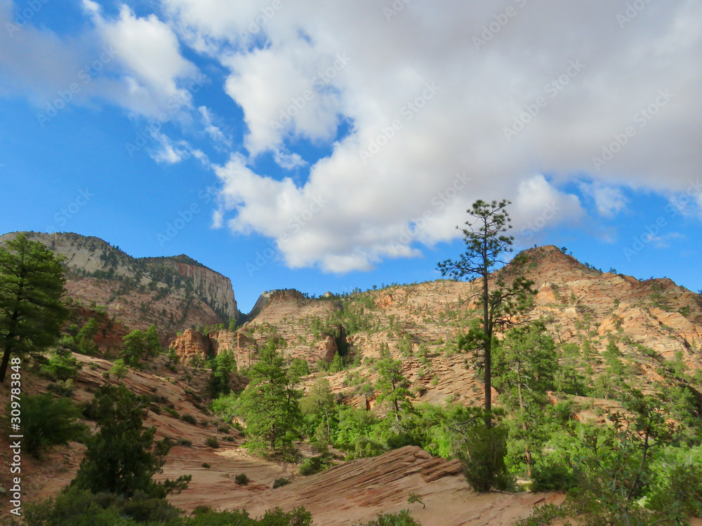 Landscape with puffy clouds and mountains and trees in Zion National Park in Utah