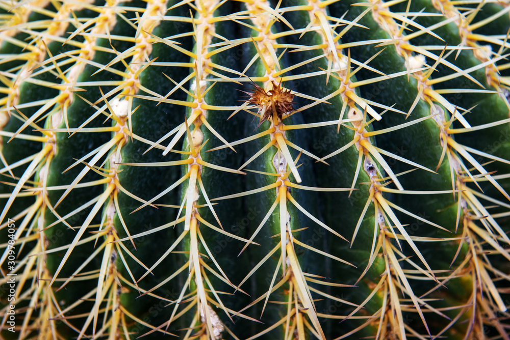 The cactus overlaid to see a beautiful pattern appropriate the Backdrop, idea copy space The cactus overlaid to see a beautiful pattern appropriate the Backdrop, idea copy space