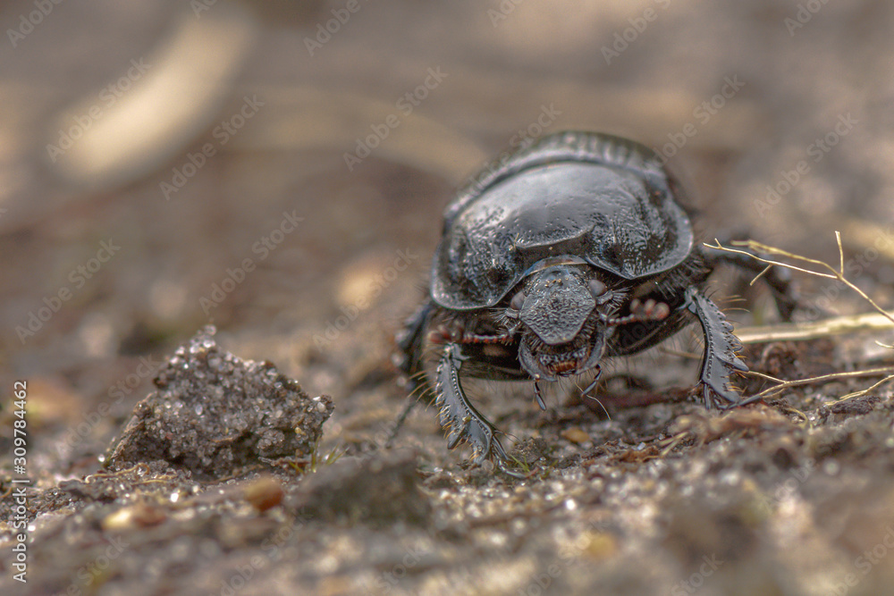 Typhaeus typhoeus driehoornmestkever Typhaeus typhoeus driehoornmestkever