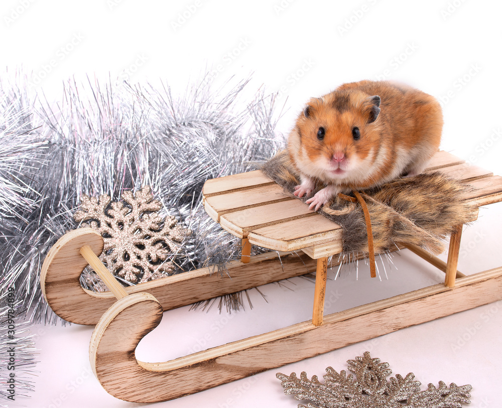 Funny cute Syrian hamster sitting on a toy Christmas sleigh (against the  background of Christmas decorations) Stock Photo | Adobe Stock