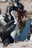 Imperial Shag (Phalacrocorax atriceps albiventer) carrying seaweed to be used as nesting material on Sea Lion Island in the Falkland Islands           