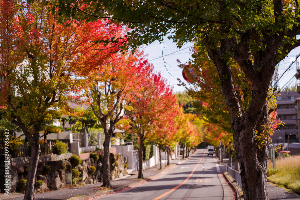 秋・紅葉する街路樹と坂道