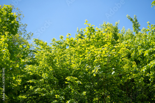 Fresh green trees with blue sky for background   copy space