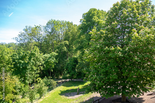 Fresh green forest in public park with sunlight and clear blue sky for background , copy space