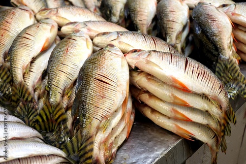 fish market of Manaus - Amazonas, Brazil