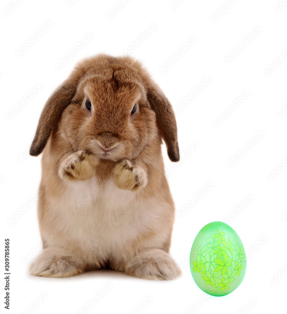 Rabbit with Easter eggs isolated on white background Rabbit with Easter eggs isolated on white background