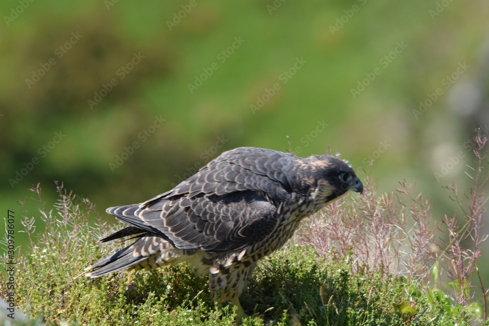 Naklejka premium Peregrine falcon
