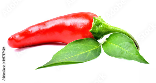 Red hot chilli pepper spice Piri Piri with chilli plant leaves isolated on white background.