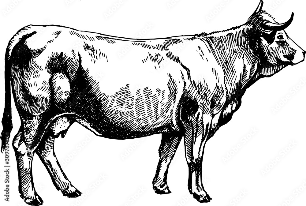 vector graphics illustration farm animals Obrak cow design vector graphics illustration farm animals Obrak cow design