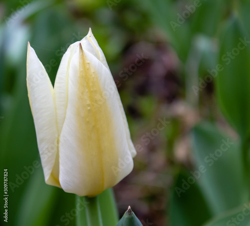 Tulpe Purissima (Tulipa). Weiß und gelb. Blüte geschlossen photo