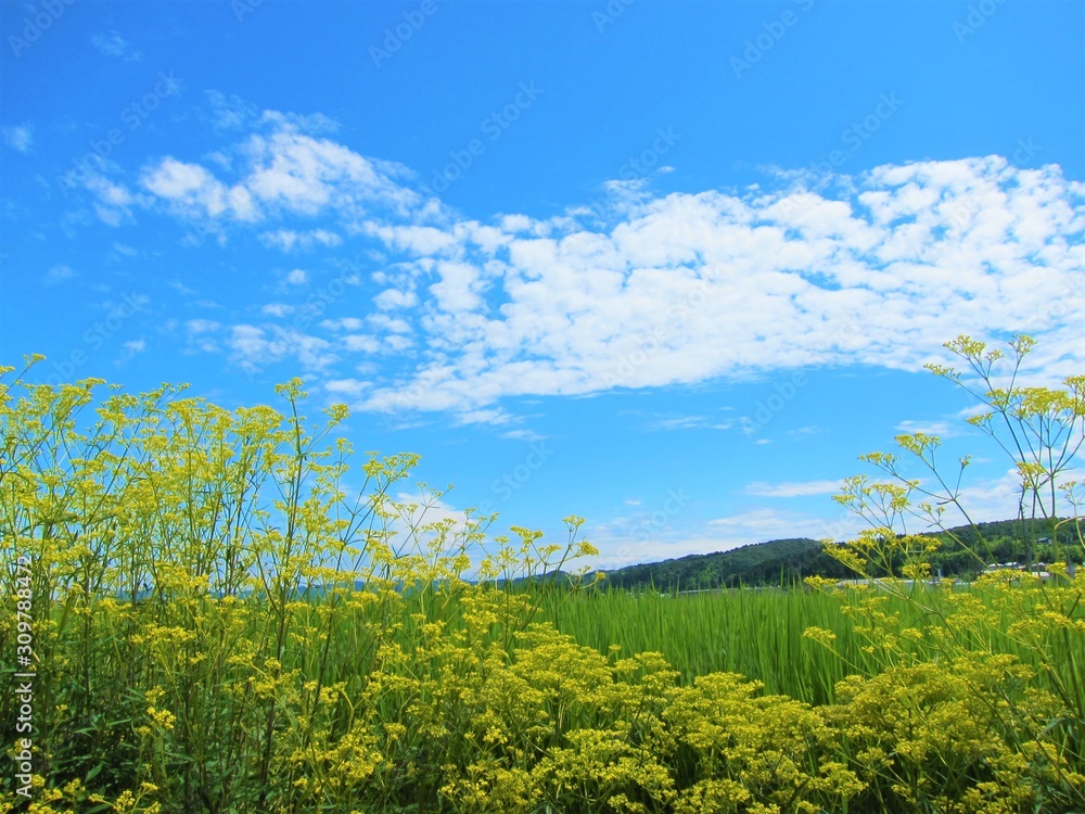 夏の風景 夏の風景