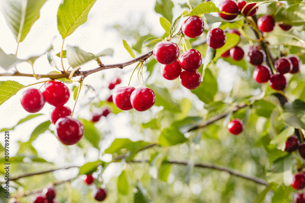 Obraz premium Sweet cherries fruit from a tree with backlight sunlight
