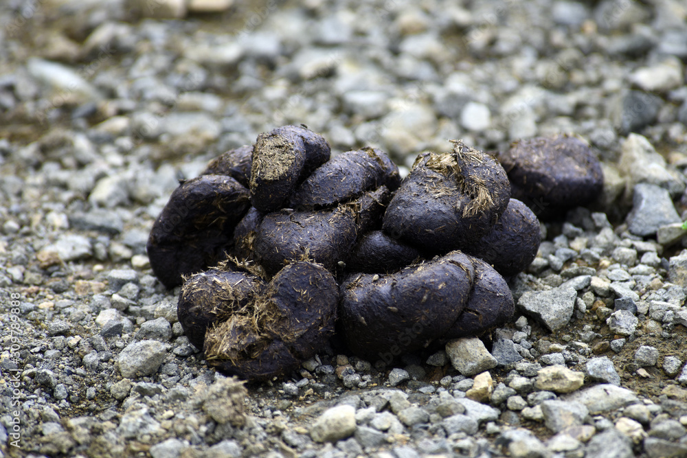 Fresh large horse droppings, close-up Fresh large horse droppings, close-up