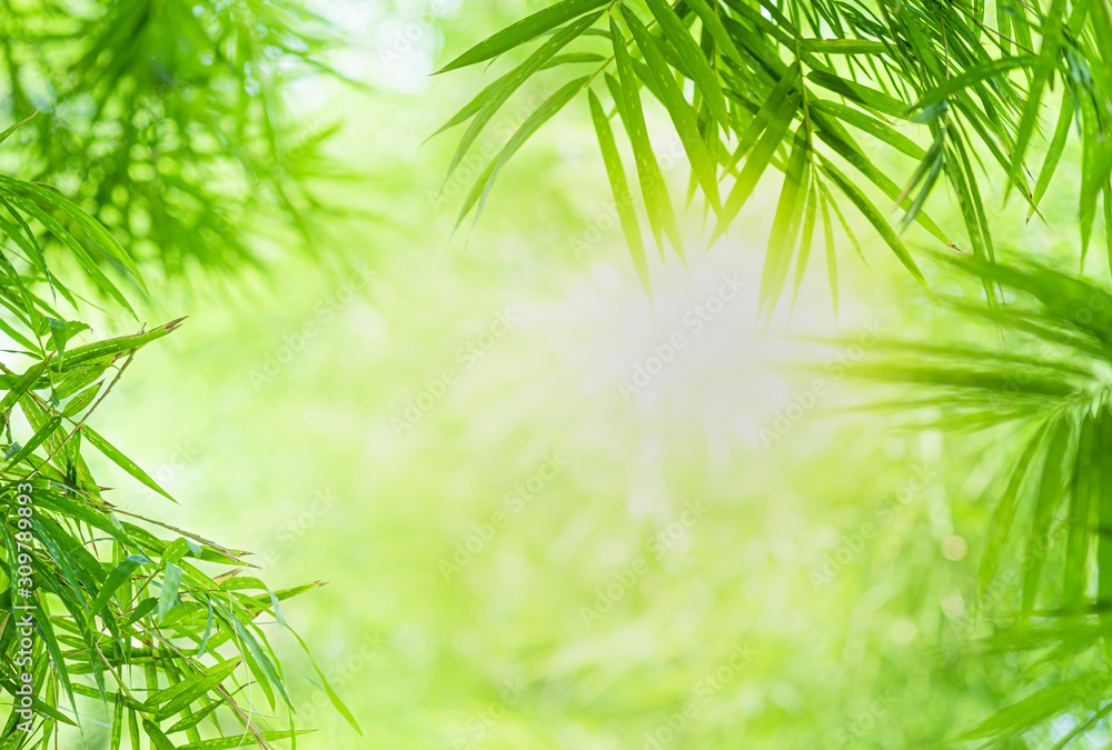 Closeup beautiful view of nature green bamboo leaf on greenery blurred background with sunlight and copy space. It is use for natural ecology summer background and fresh wallpaper concept.