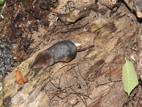 Shrew and its prey