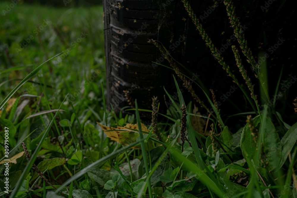 Obraz premium grass with water drops