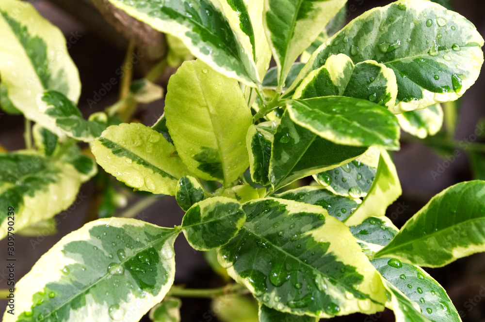 Obraz premium Lemon leaves with water drop after the rain in the garden on background.