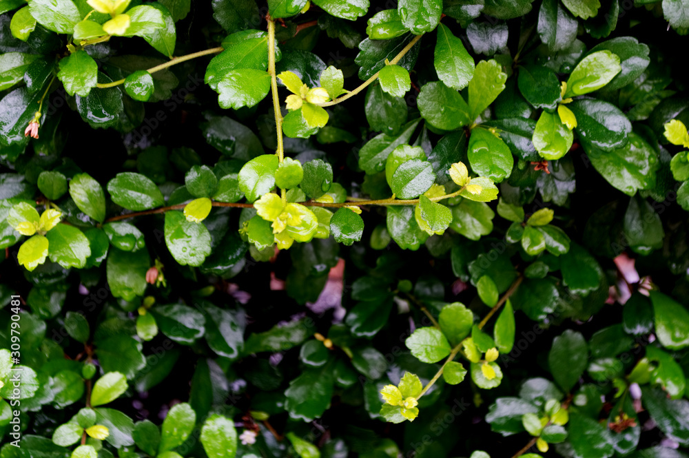 Green Eukien tea leaves texture and background. Green Eukien tea leaves texture and background.