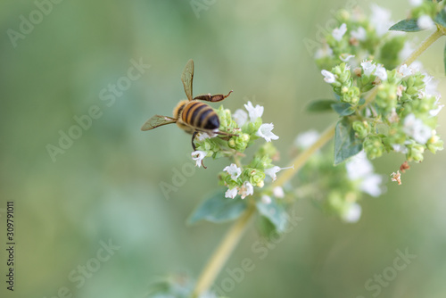 bees at work, collecting nectar on marjoram flower © Bettapoggi