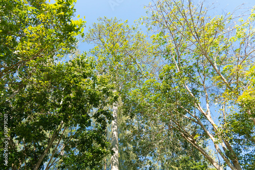 A huge forest under the blue sky View from bottom to top.