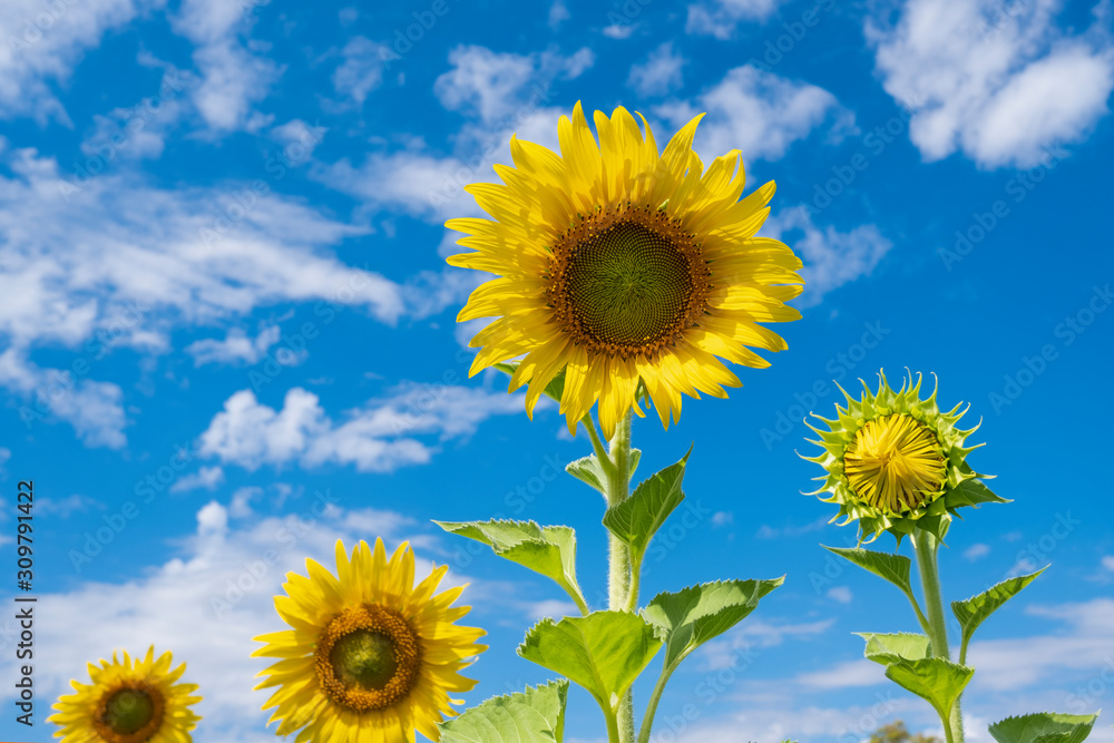 Naklejka premium Sunflower yellow on sky bright background. sunflower blooming in garden.