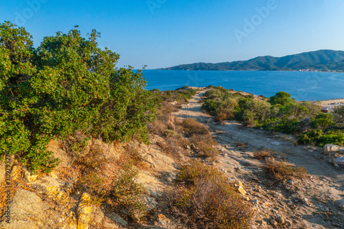Road to the sea and green trees in Greece