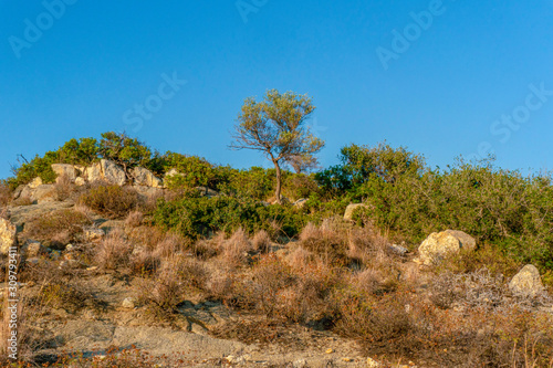 Green and dry shrubs against the blue sky in Greece